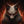 FoxDertSix