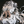 SakuraScrolls