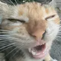 ChmoEbanoye