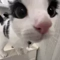 каʇо