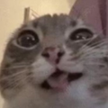 Wanogi