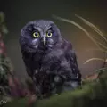 Ереман