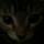 lil_