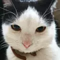 Halfofgoose