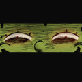 Spekt