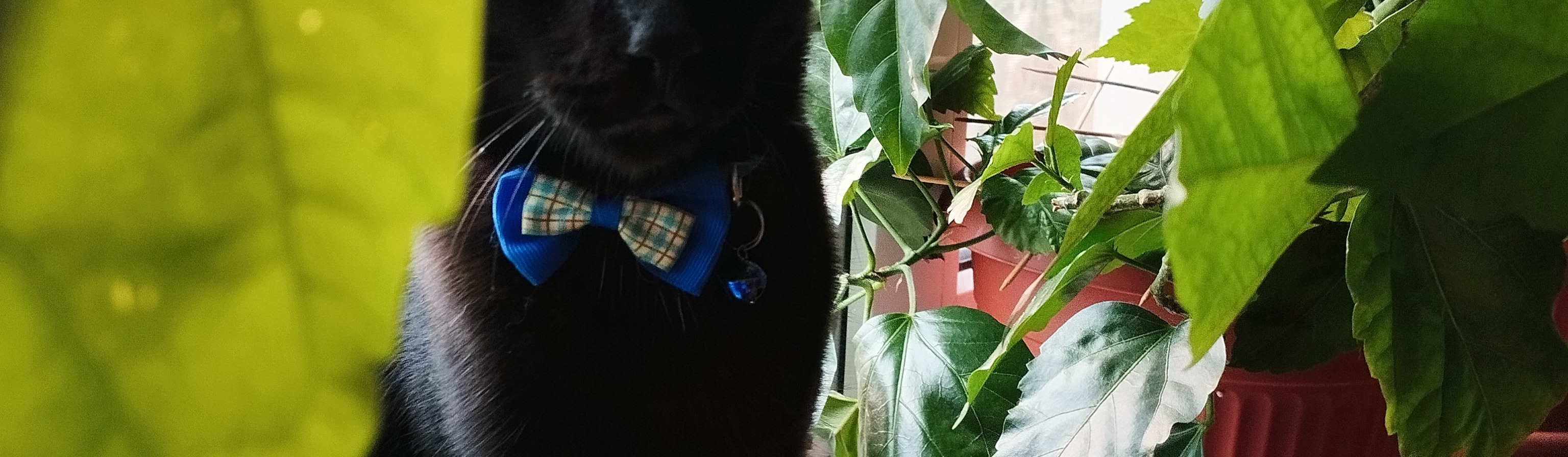 Kit🐱