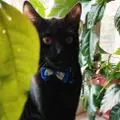 Kit🐱