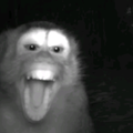 monkeY0002