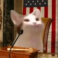 Амэрикан Кот