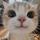 Cat_228
