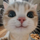 Cat_228