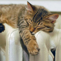 radiator0