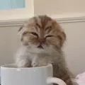 Meowmeowmeow3x