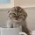 Meowmeowmeow3x