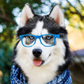 NikRedFox