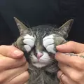 CRQ