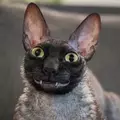 Azrelis