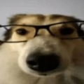 Pups_artem