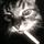 -kitt