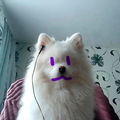 За Пёс