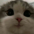 vladameow