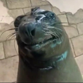 Хуй моржа