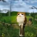 Ерессс