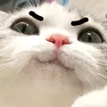 Meow Pass