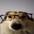 YA_VAHYI