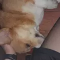 глопопа