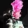 Clowncheg