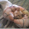 MilfHunter-gg