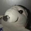 Mr hedgehog[THWT]